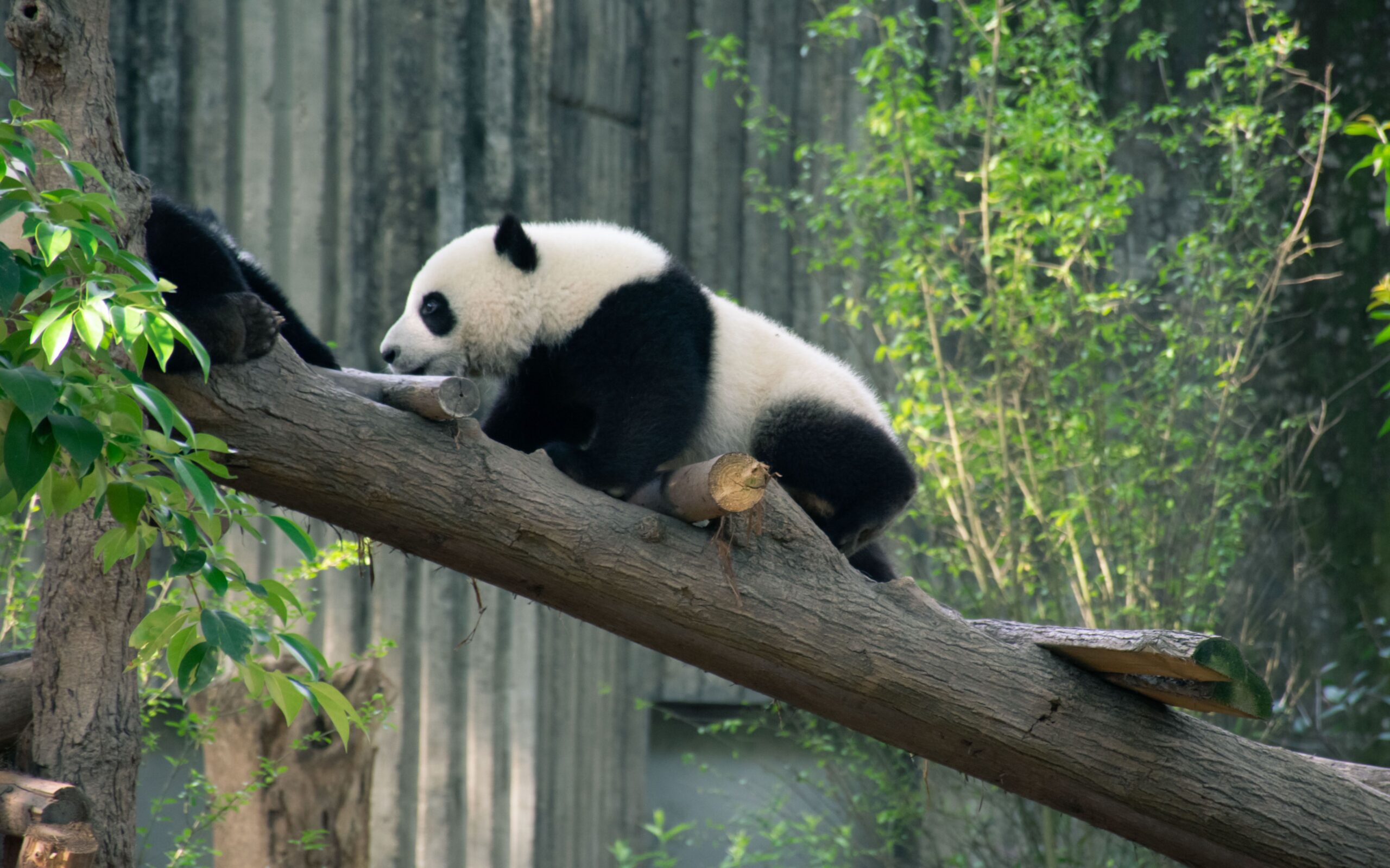 panda